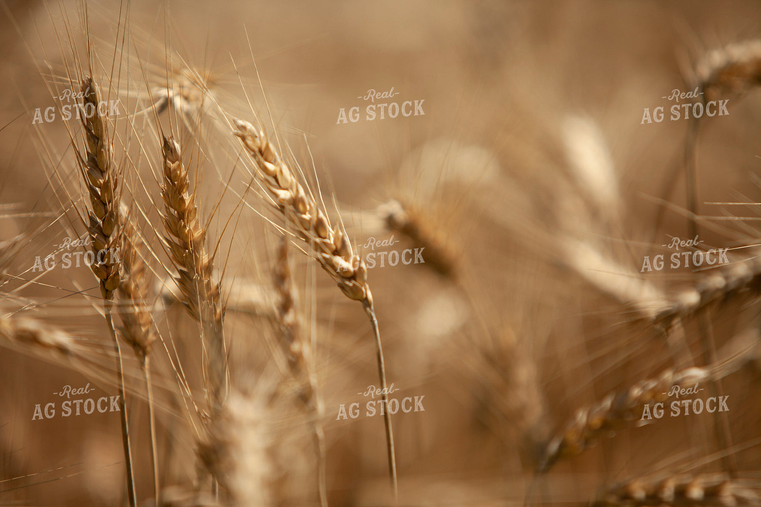Wheat 2170