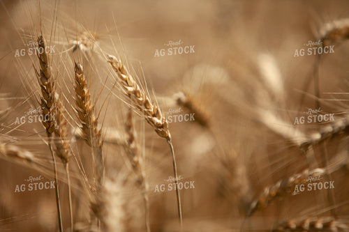 Wheat 2170