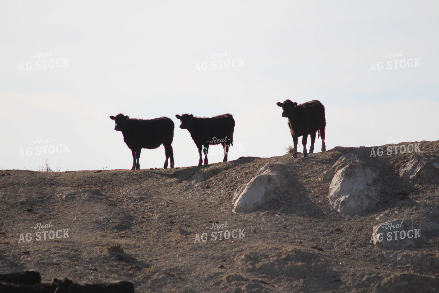 Angus Cattle on Hill 63033