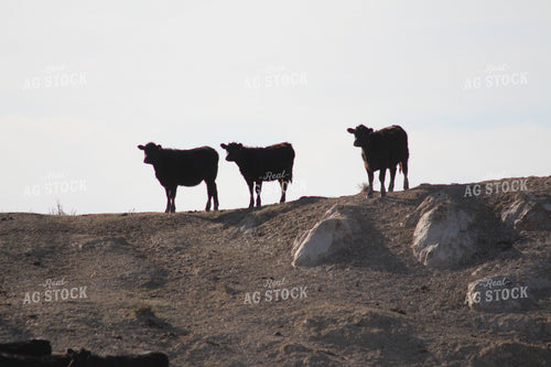 Angus Cattle on Hill 63033