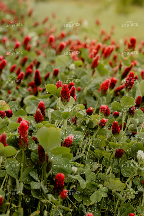 Cover Crop Crimson Clover 104113