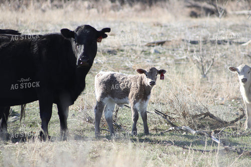 Cow Calf Pairs 117227