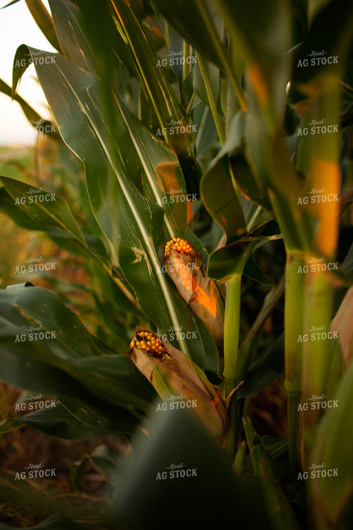Corn - Mid-Season 2331