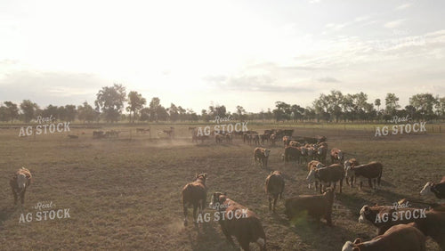 Pen of Hereford Bulls Drone 6546