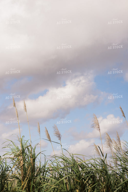 Florida Sugar Cane Field 7323
