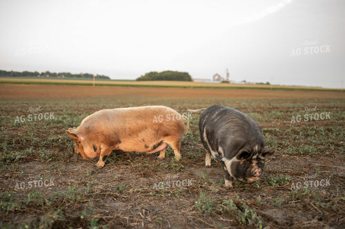 Pigs Eating Cover Crops 76417
