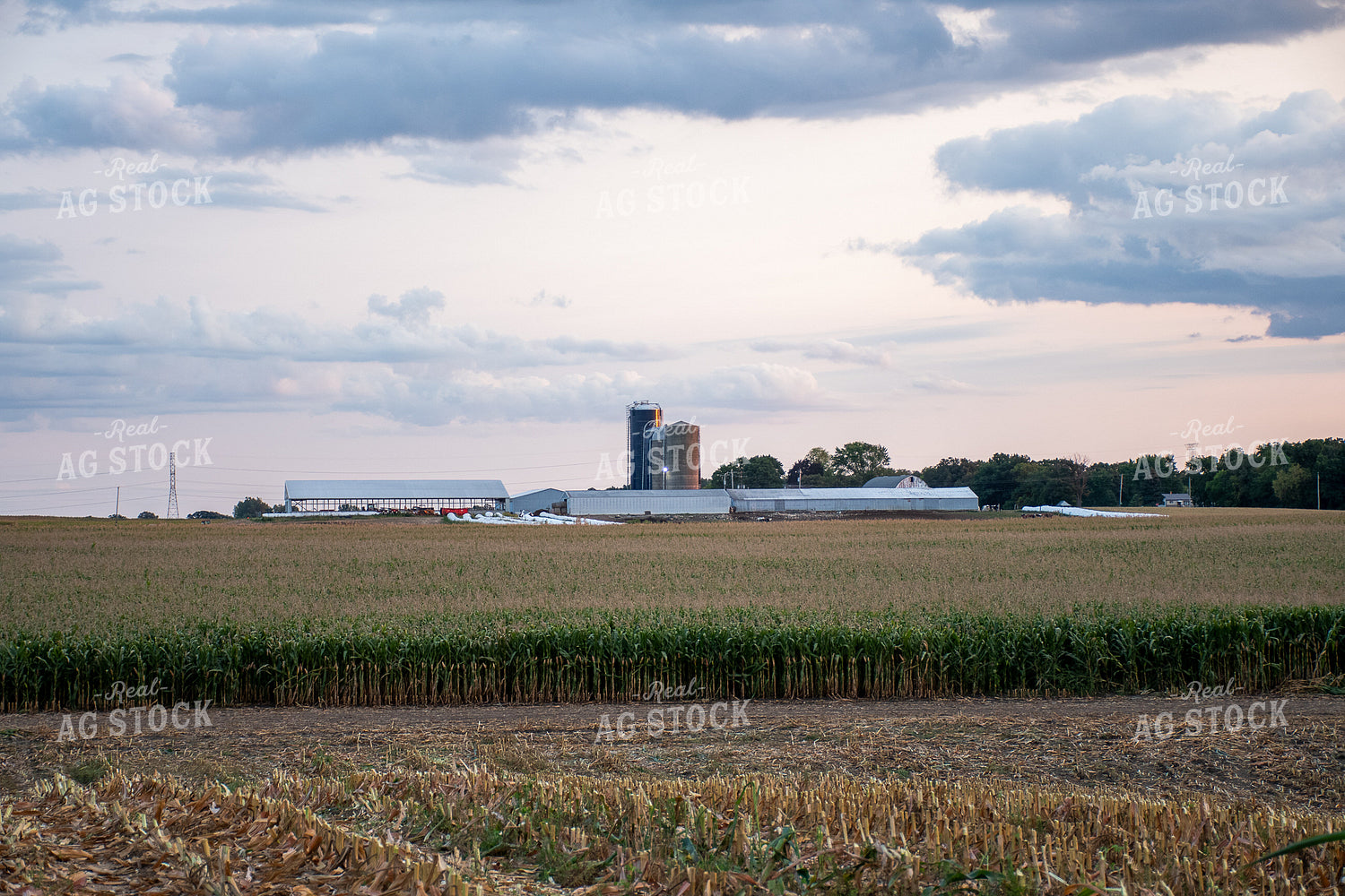 Corn Field 50254