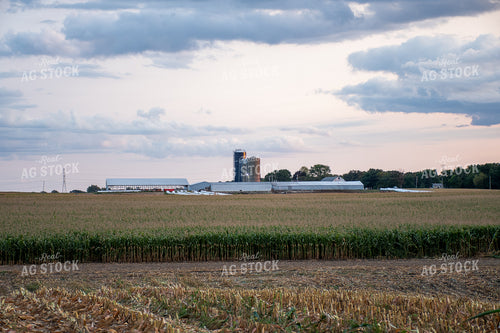 Corn Field 50254