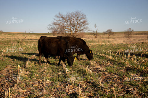 Angus Cattle Grazing on Cover Crops 67057