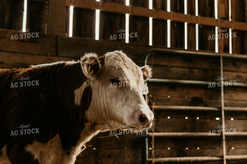Hereford Cow in Pen 52406