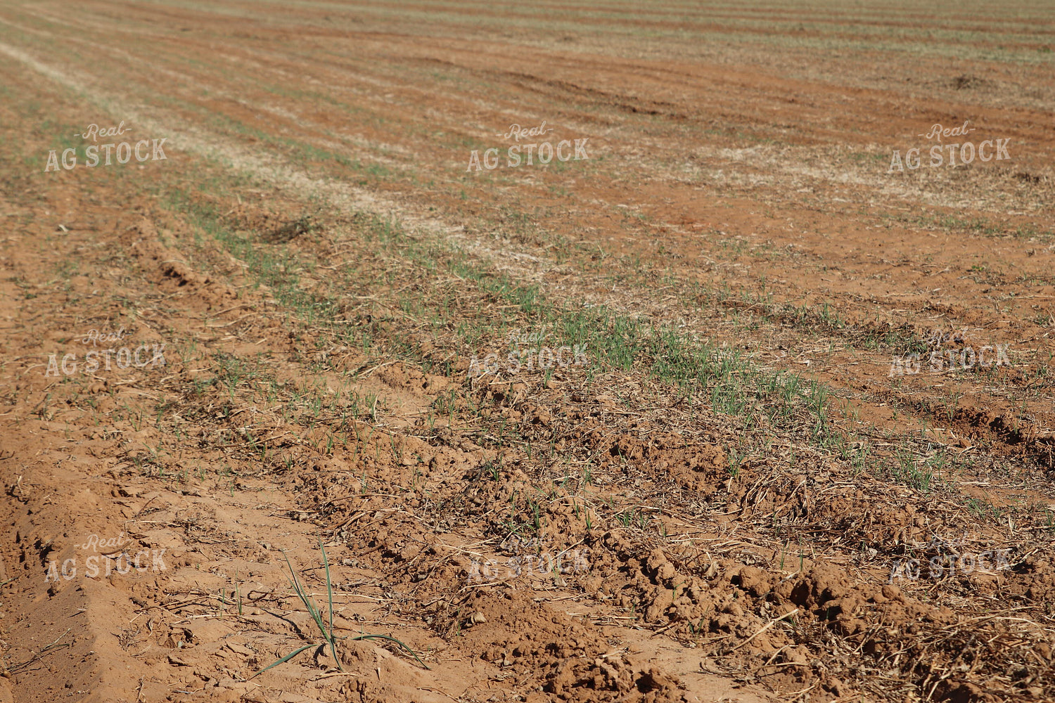 Peanut Field 102203
