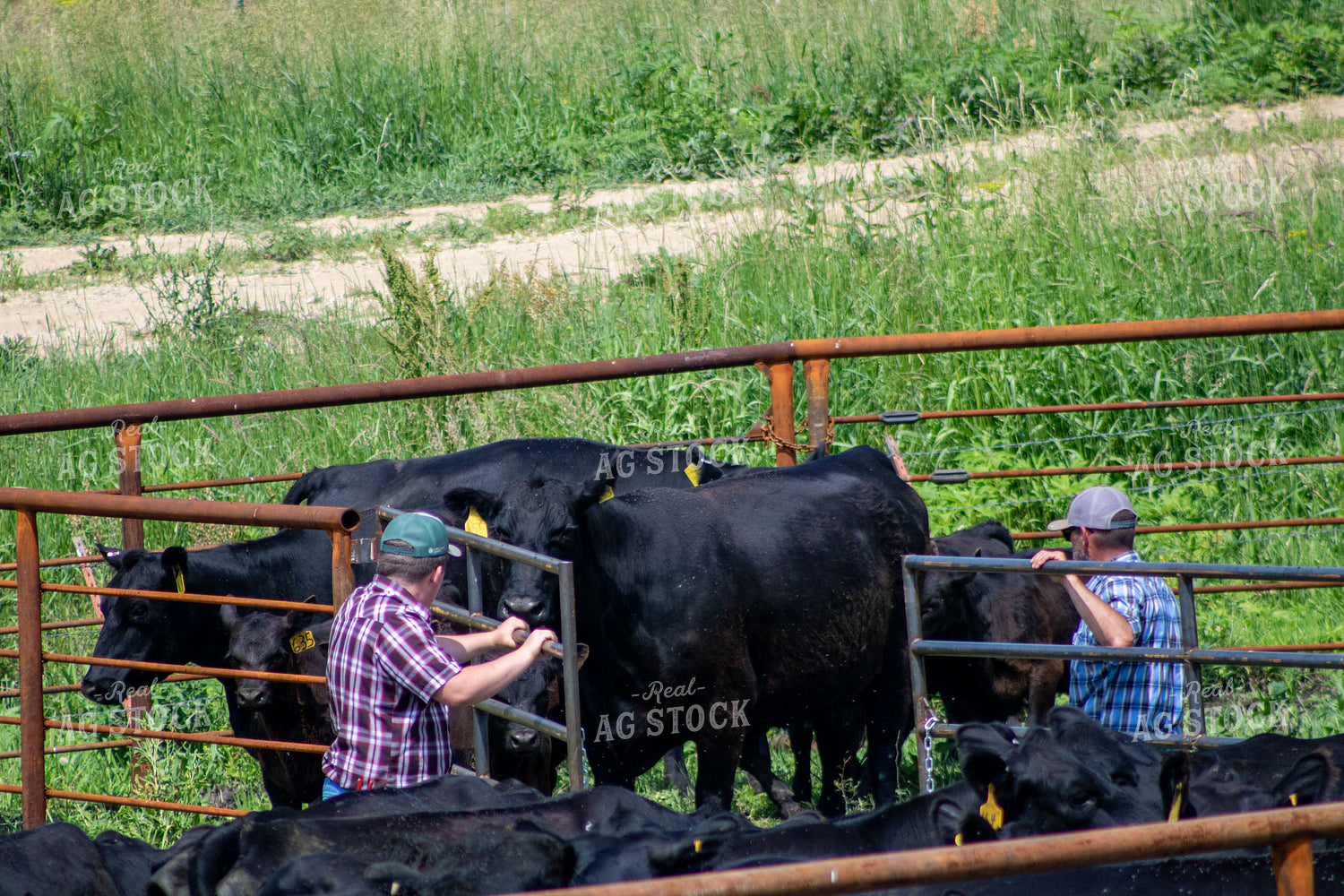 Ranchers Working Cattle 214187