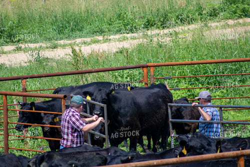 Ranchers Working Cattle 214187