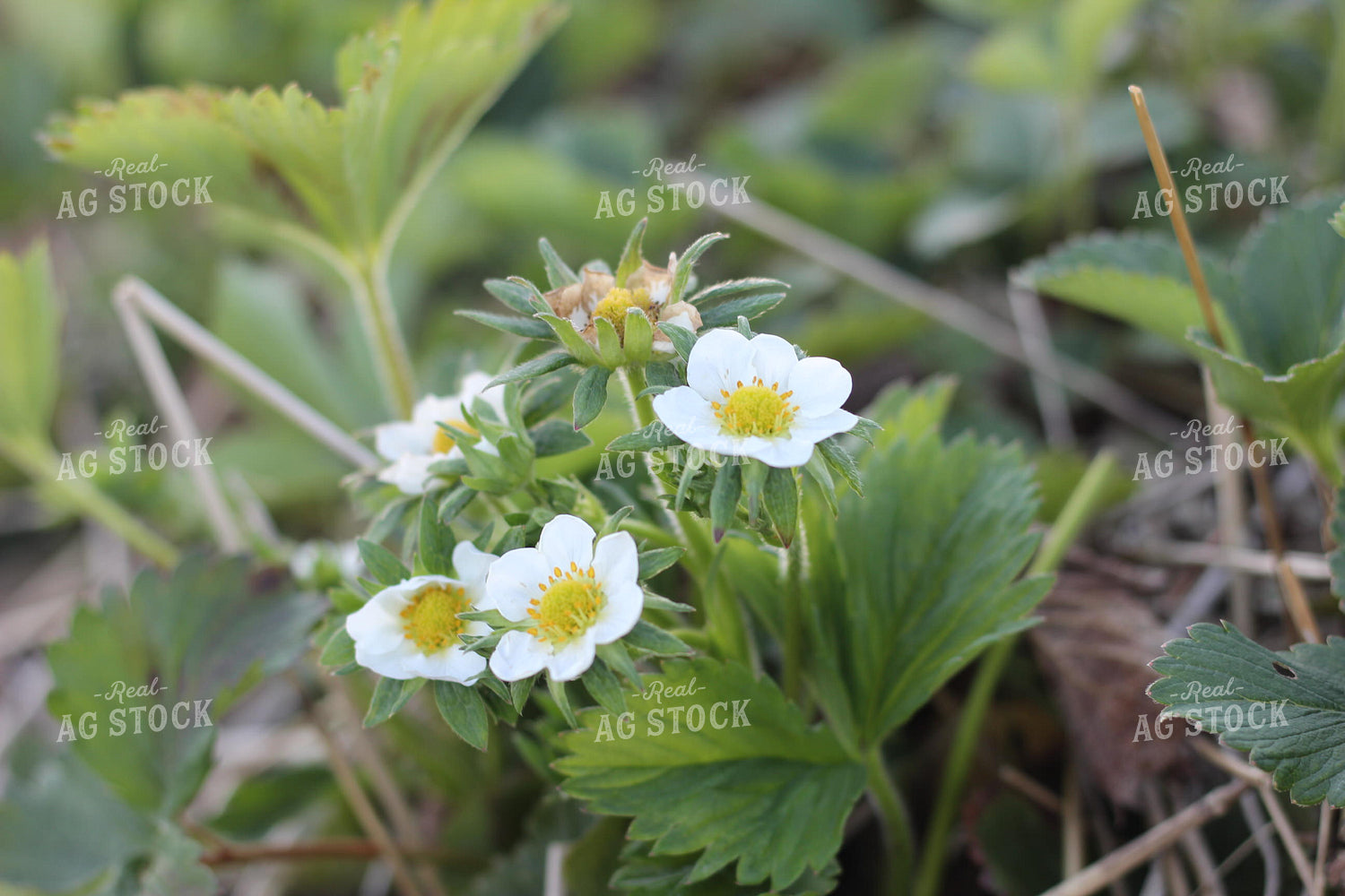 Strawberry Bloom 73046