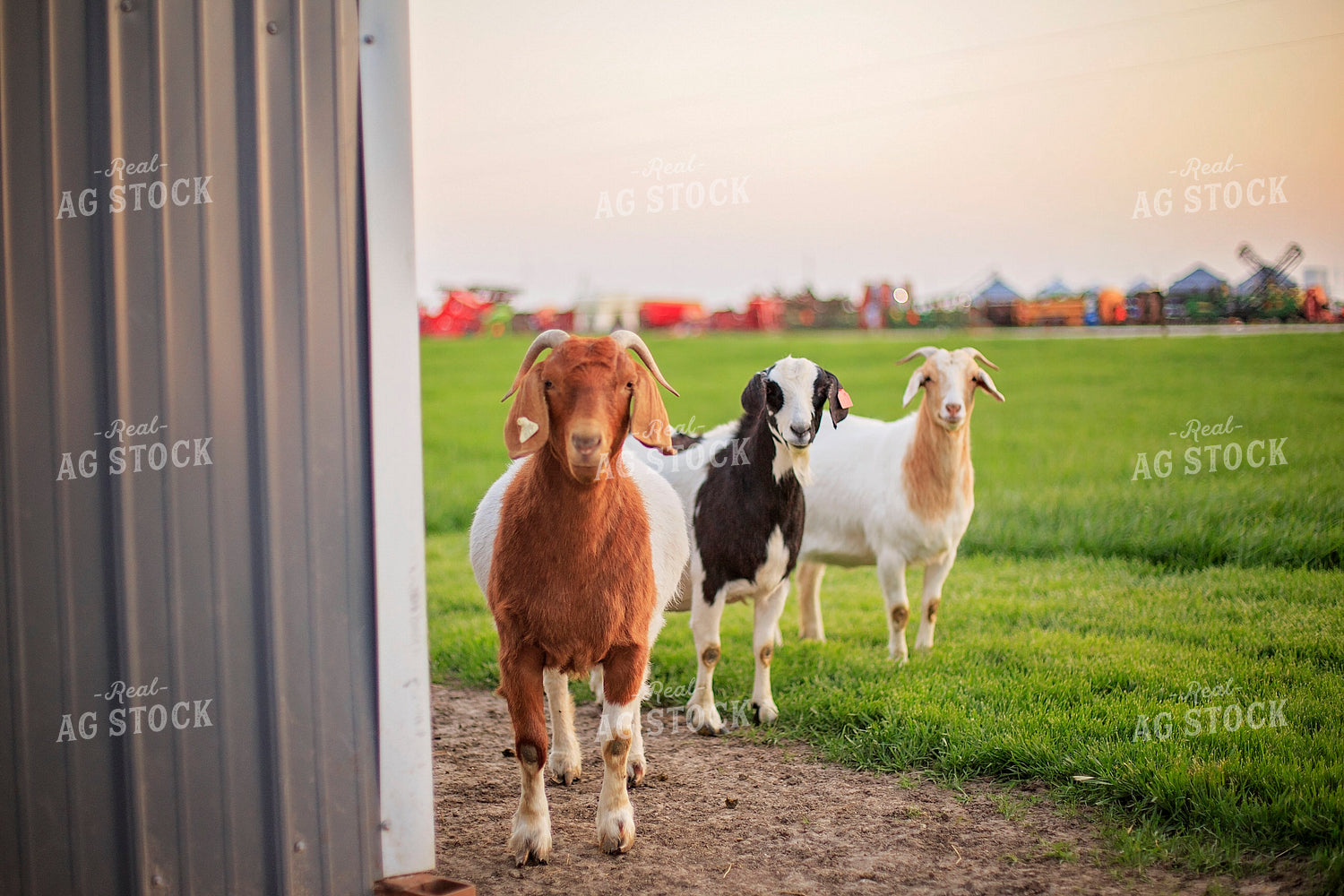 Goats in Farmyard 93145