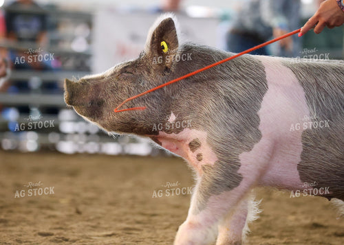 Showing Pigs 160117