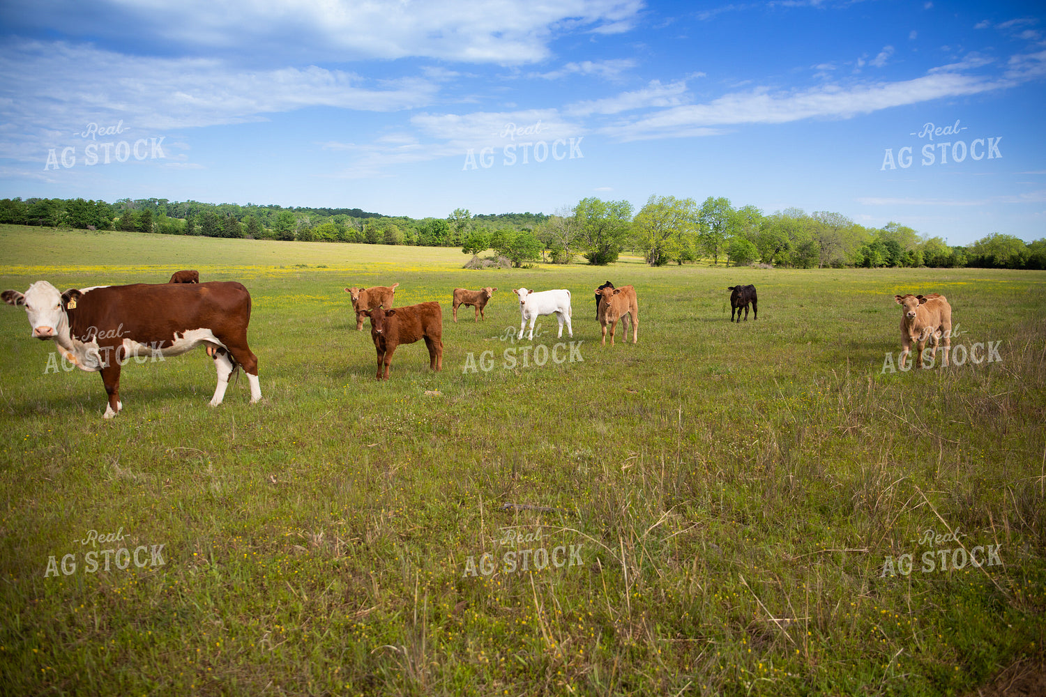 Calves on Pasture 203018