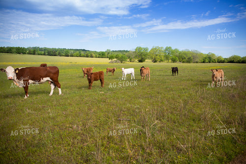 Calves on Pasture 203018