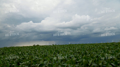 Storm Over a Soybean Field 25018