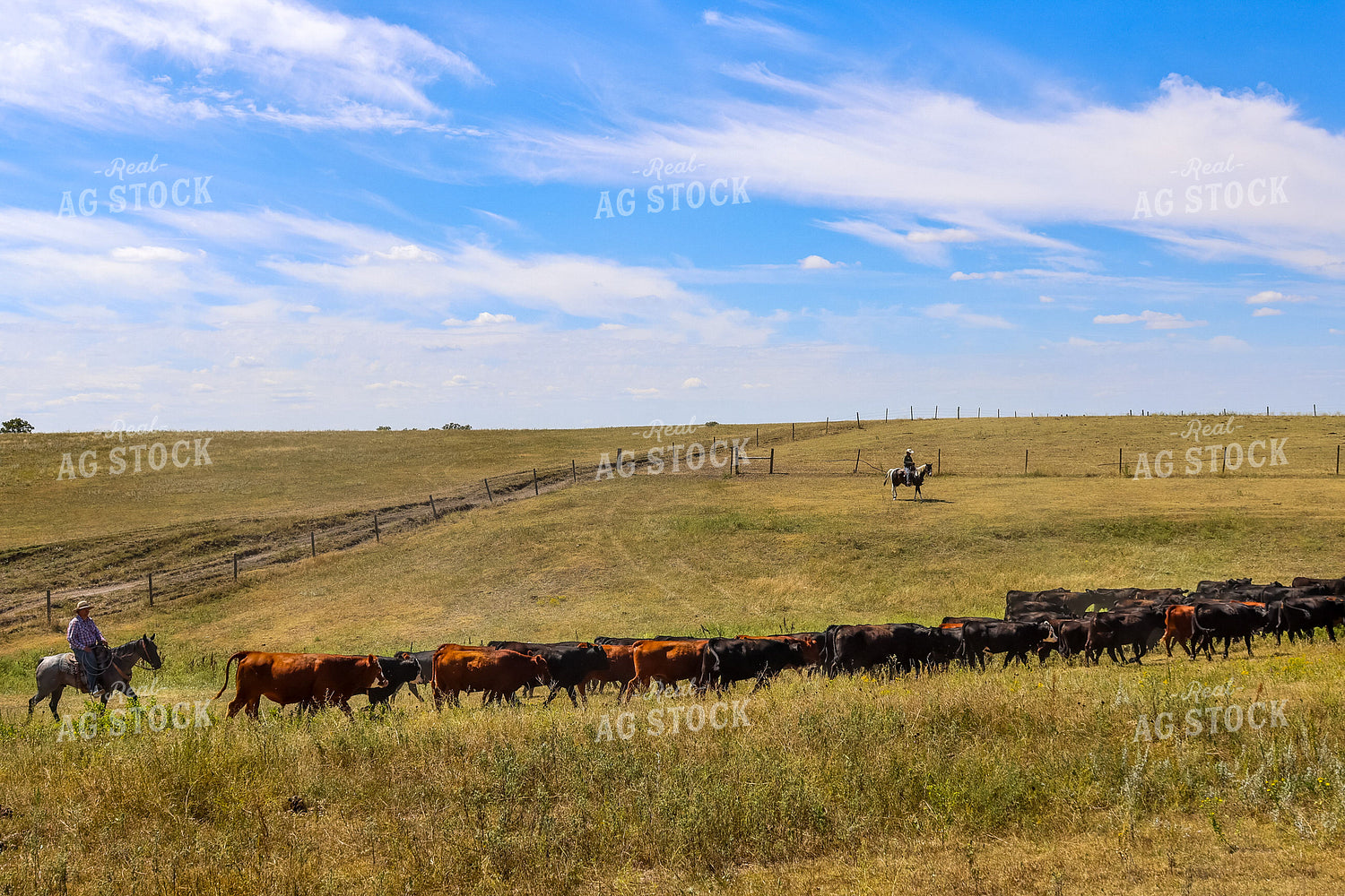 Moving Cattle 261121