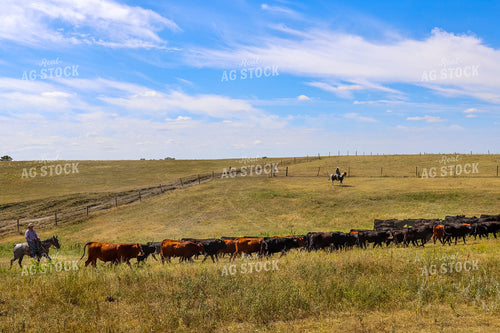 Moving Cattle 261121
