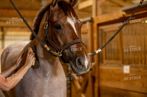 Horse Grooming 90126