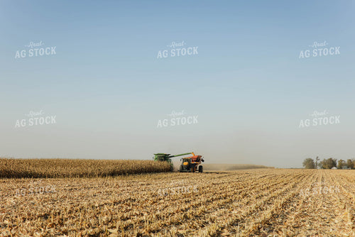 Corn Harvest 152635
