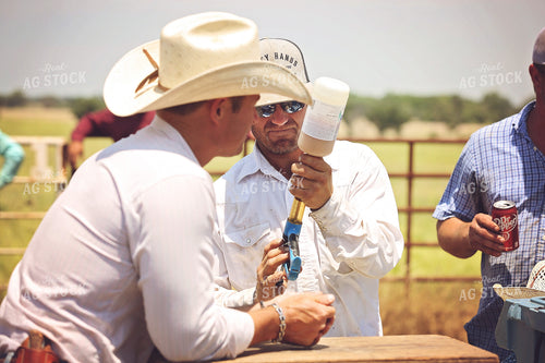 Ranchers Working Cattle 127051