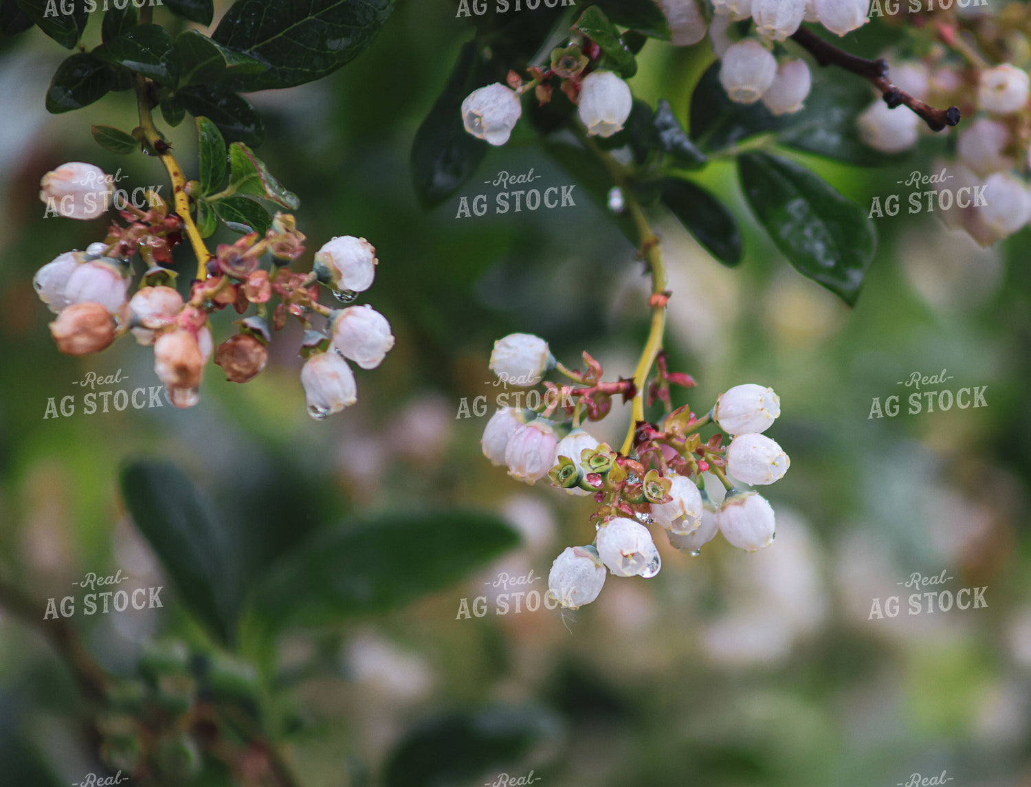 Blooming Blueberry Bushes 261089