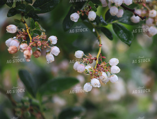 Blooming Blueberry Bushes 261089