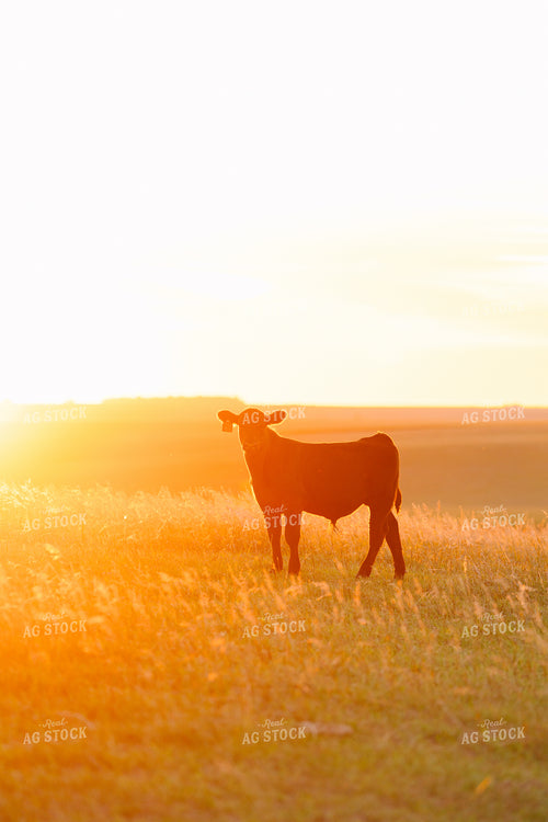 Cattle on Pasture at Sunset 68227