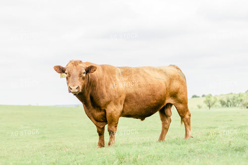 Red Angus Bull in Pasture 131011