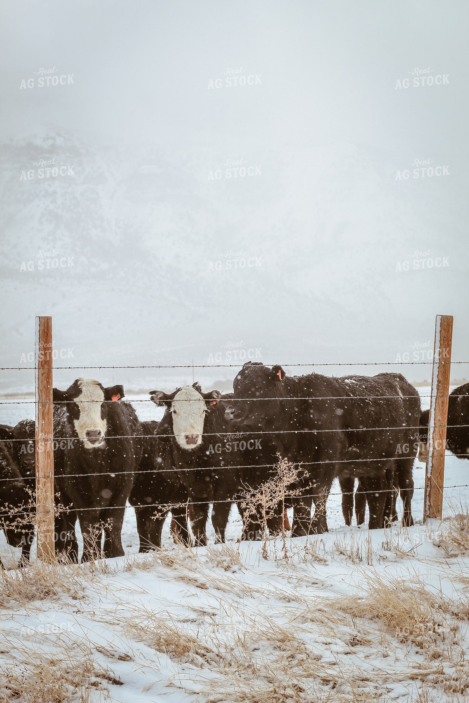 Angus and Baldy Cattle Along Fence in Pasture 78120