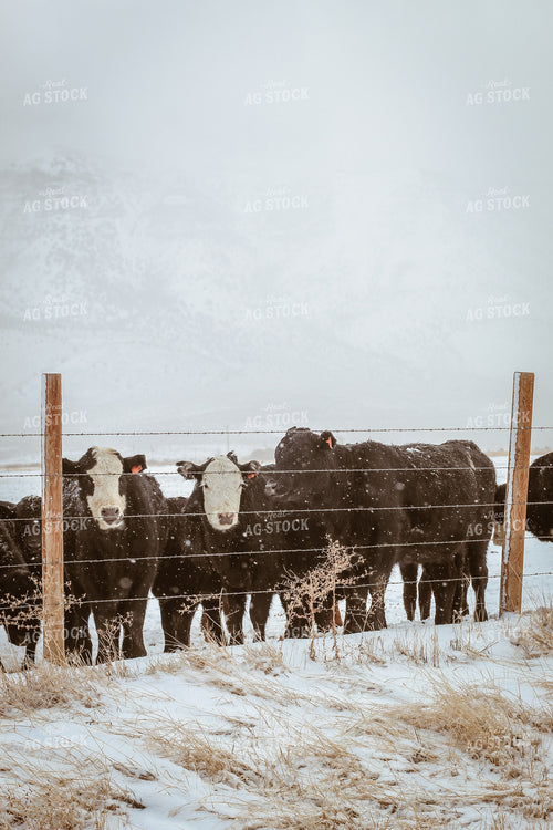 Angus and Baldy Cattle Along Fence in Pasture 78120