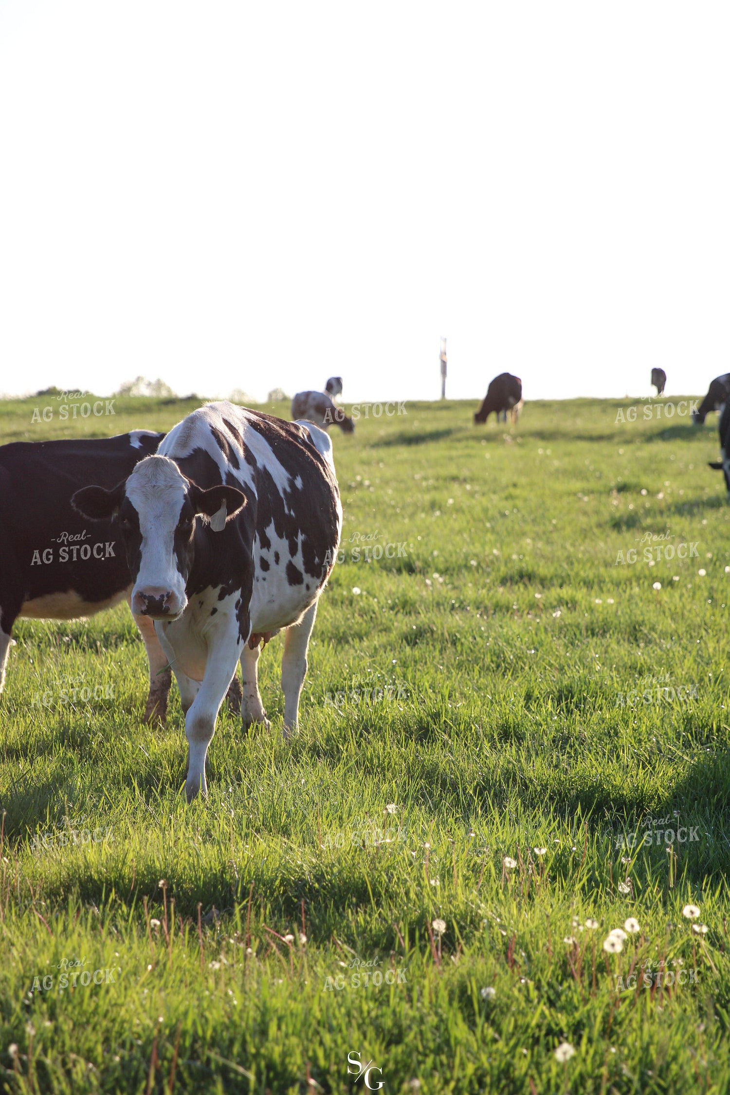 Holstein Cattle 182011