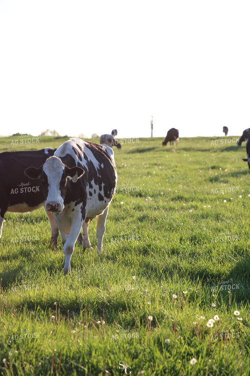 Holstein Cattle 182011