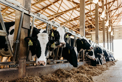 Holstein Cattle in Open Air Dairy Barn 152083
