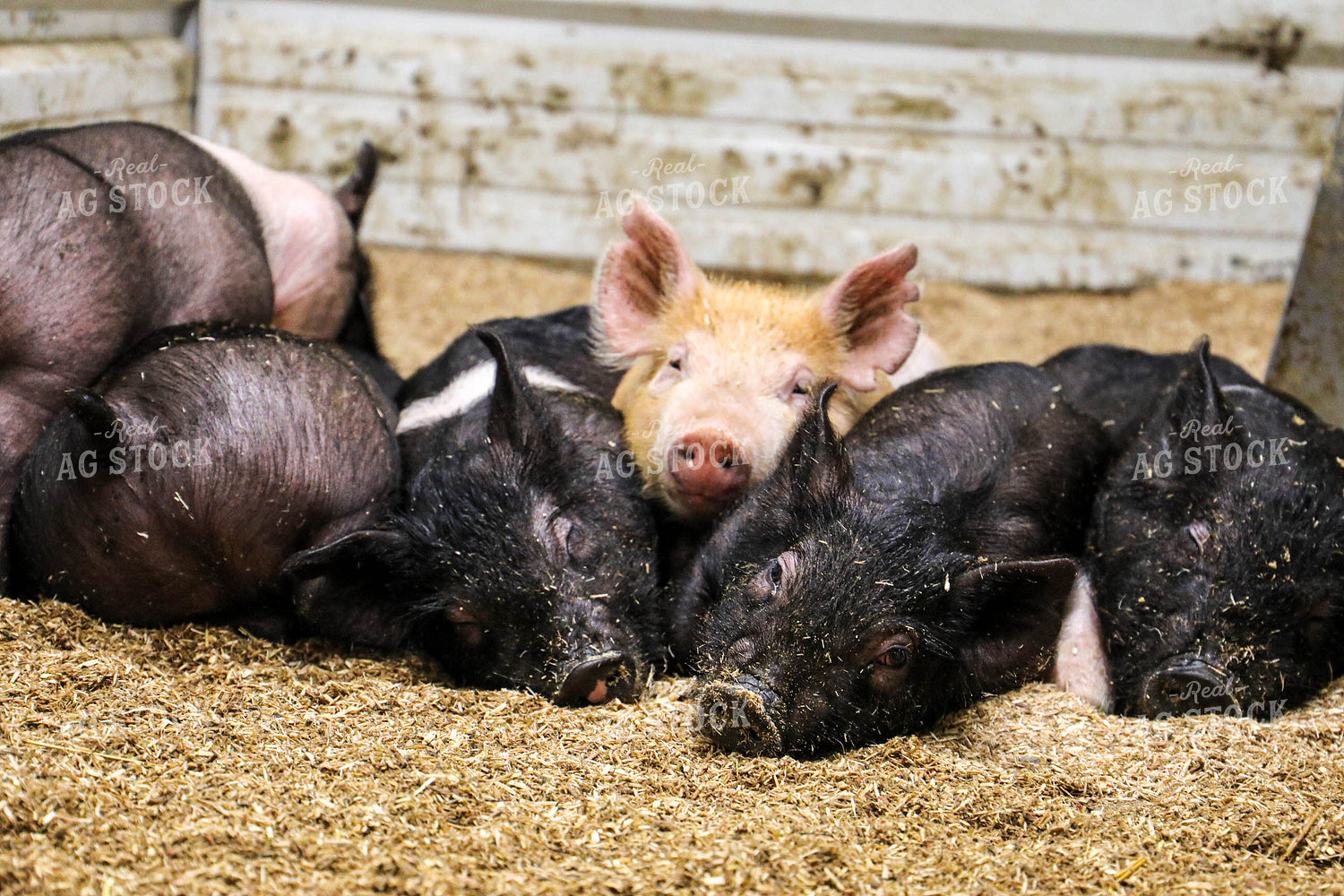 Hampshire Piglets 160012