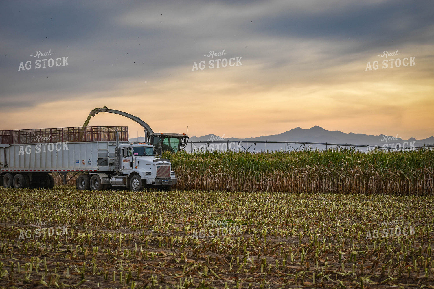 Silage Harvest 56089