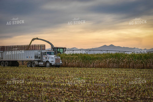 Silage Harvest 56089