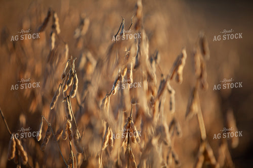 Soybeans - Dry 1565
