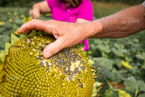 Harvesting Sunflower Seeds 270318