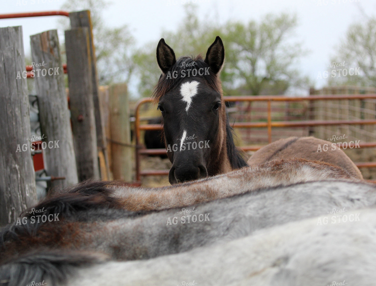 Horses 141531