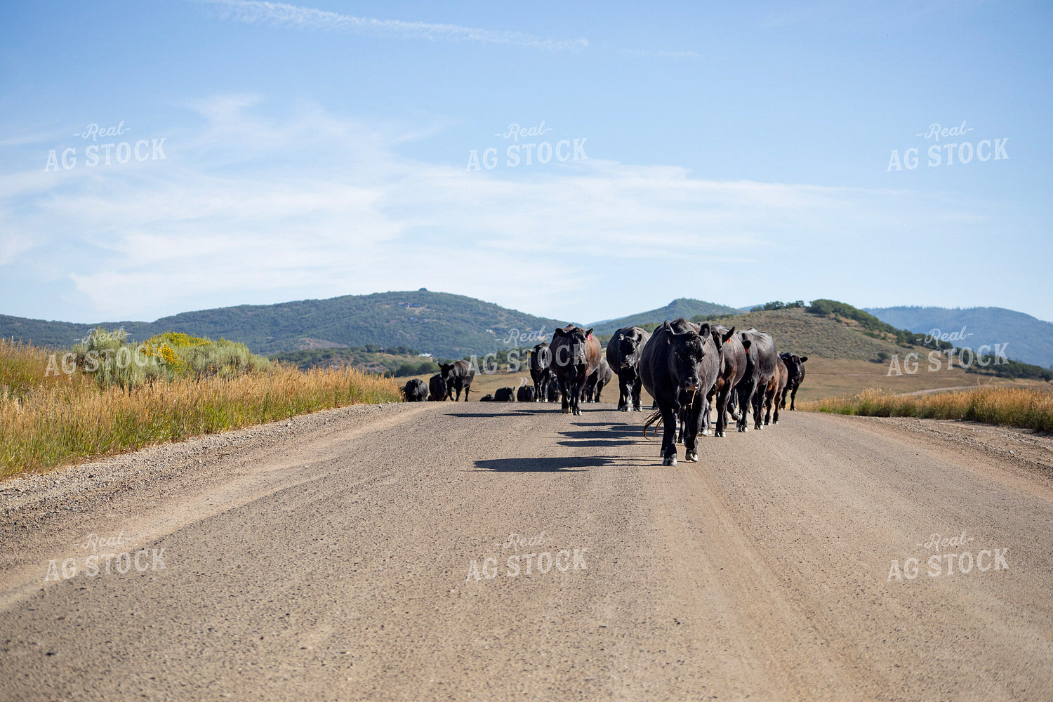 Cattle Drive 117418