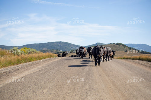 Cattle Drive 117418