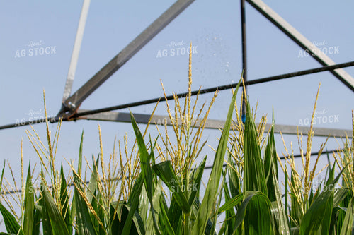 Corn Tassels 79061
