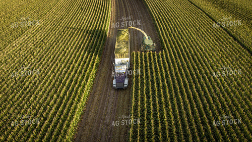 Silage Harvest 56545