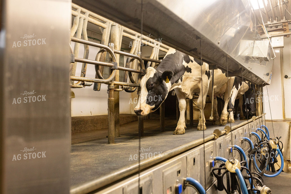 Holstein Dairy Cows Standing in Milking Parlor Stalls 405006