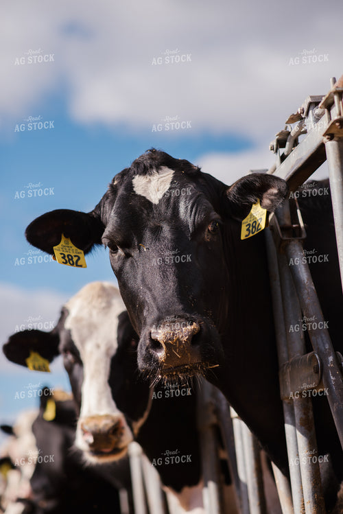 Holstein Cattle 137067