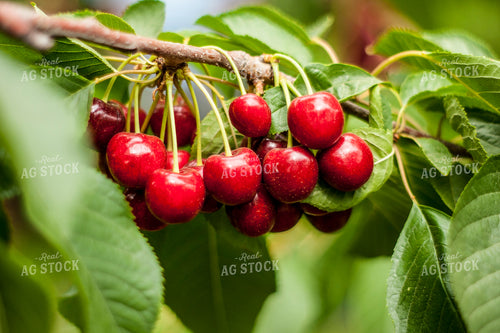Cherries 146003